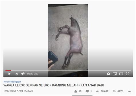 There are no ratings yet. SALAH Kambing Melahirkan Anak Babi - TurnBackHoax