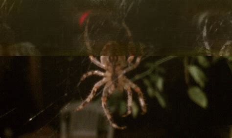 That even if he went to the emergency room. Can you tell me what spider this is? It's living in our ...