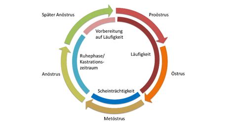 Jeden monat zyklus der frau, fruchtbare tage und eisprung: Die Hündin ist trächtig: Faszinierendes zu Anatomie & Geburt