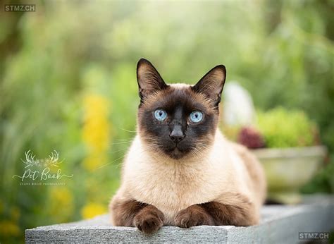 Es sieht so aus, als verfolge die samtpfote den betrachter mit ihren augen. Suchplakat Erstellen Katze - Suchplakat Erstellen Katze ...