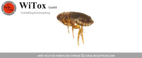 Generell raten wir dazu alle wohnungen in einem befallenen haus zu inspizieren und zu behandeln. WiTox GmbH | Flohbekämpfung