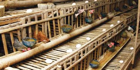 Sementara ayam petelur cokelat menghasilkan telur berwarna cokelat yang berukuran relatif lebih untuk mendapatkan bibit ayam petelur, kamu bisa menetaskan sendiri atau membeli anakan dari. Contoh Proposal Usaha Ternak Ayam Petelur - mosi