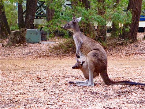 Weitere ideen zu tiere, wilde tiere, australien tiere. Die faszinierende Tier- und Pflanzenwelt Australien ...