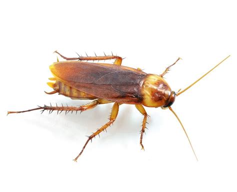 This site will help you learn the advantages and disadvantages of diy pest control. Do My Own Pest Control | Roach control, Termite control, Cockroach control