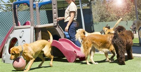 How to Find the Best Dog Daycare for Your Pup / #celebrity ...