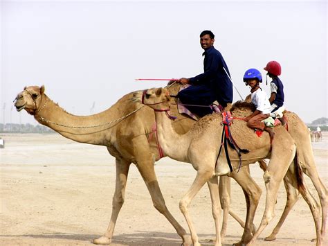 Fatalities are also likely to be higher than reported because jockeys who died at the scene of the accident would not have been taken to hospital, said the researchers. Free Children Camel Jockeys Stock Photo - FreeImages.com