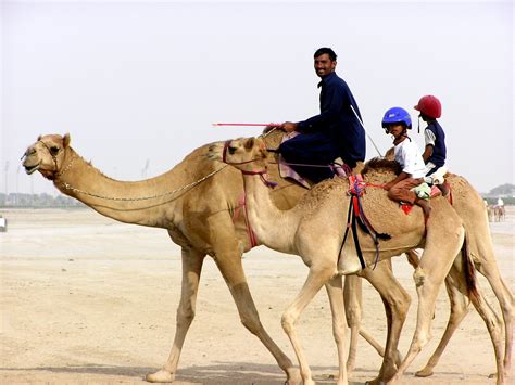 2008, nelson demille, the lion's game: Free Children Camel Jockeys Stock Photo - FreeImages.com