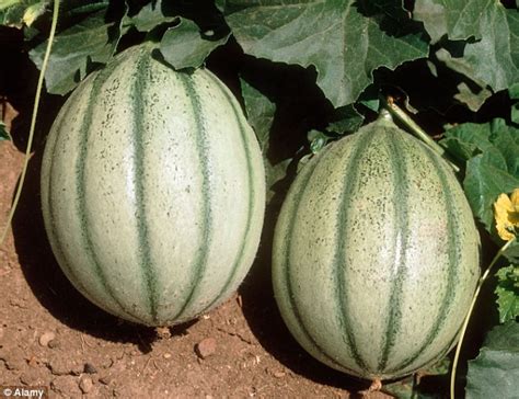 In this case, the flesh of the watermelon begins to disintegrate, sag, and become dark. Melons grown in the UK go on sale for the first time in ...