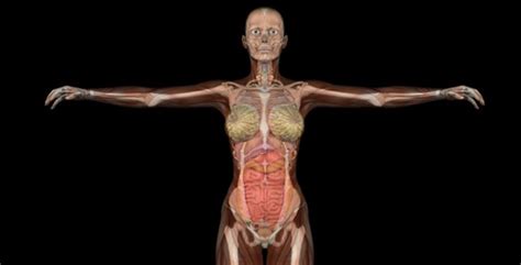 These cookies do not store any. Female Body Anatomy by VideoMagus | VideoHive