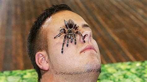 Giftigste spinne der welt biss die top 10 liste der gefährlichsten giftspinnen der welt. Albstadt: Die größte Spinne der Welt zum Streicheln ...