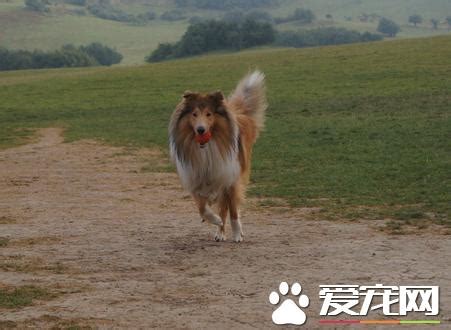Search for text in self post contents. 蘇格蘭牧羊犬的訓練 蘇牧的訓練方法 - 每日頭條
