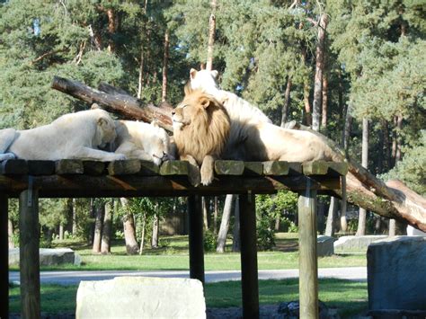 We did not find results for: Zoo Safaripark-Stukenbrock - insideholidays.de