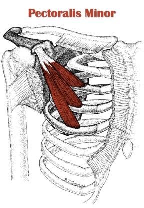 Maybe you would like to learn more about one of these? 위 몸통 소흉근 (작은가슴근, Pectoralis Minor) : 네이버 블로그