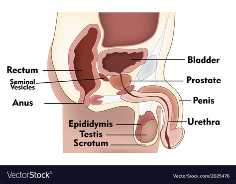 Most of the male reproductive system is located outside of your abdominal cavity or pelvis. Male anatomy side view Royalty Free Vector Image