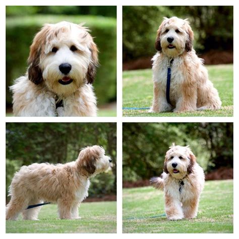 They grow so fast, its as they grow their colors are starting to show #transformationtuesday they are available. This is Cooper. He's an F2B rare Wookie colored Goldendoodle. | Goldendoodle, Mini goldendoodle ...