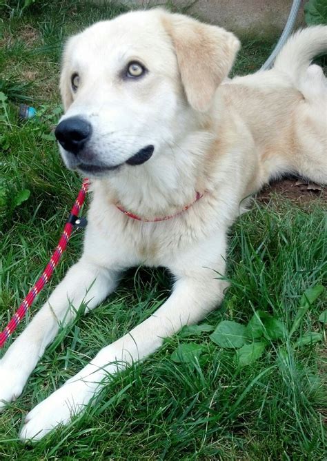 Great pyrenees (also known as the pyrenean mountain dog) are huge, majestic dogs. ADOPTED - ZEUS - Great Pyr Mix | Lab puppies, Great ...