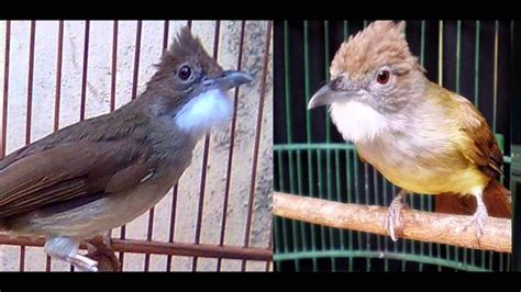 Panduan seting cucak ijo perdana di gantangan. Download Gambar Burung Cucak Rowo | Pickini