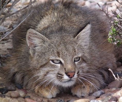 Colocolo effectively removes dust from flooring with the power of adhesive + static electricity. Colocolo Animal - Gato Colo Colo En Peligro De Extincion ...