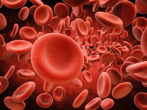 The mature human red blood cell is small, round, and biconcave. Blood Components | Definition | Functions