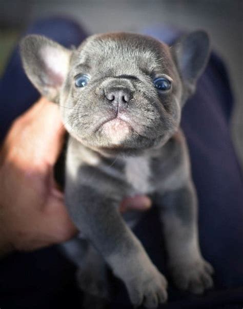 If you're looking for the perfect companion then look no further than family puppies beautiful french bulldogs, havanese, and coton de tulears puppies. French Bulldog Puppies For Sale | Dayton, OH #329215