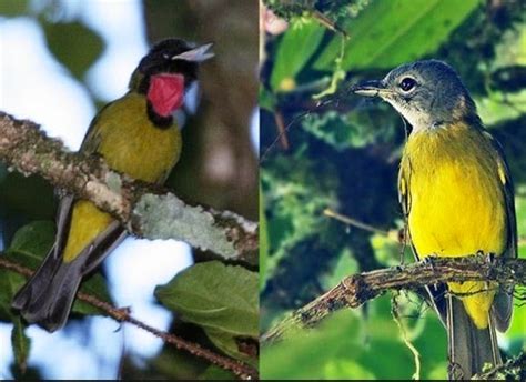 Burung flamboyan atau lebih dikenal dengan nama wergan jawa merupakan jenis burung berukuran kecil yang hanya memiliki ukuran tubuh sekitar 14 cm. Gembala News: Cara Membedakan Burung Samyong Jantan dan Betina