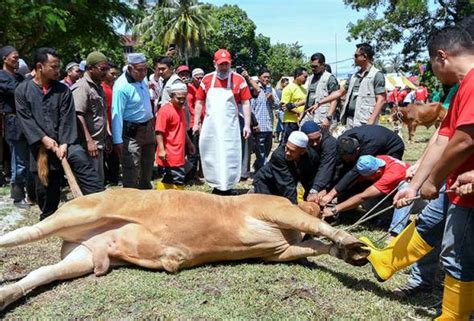 Hari raya idul adha tidak kalah penting dan meriah jika dibandingkan dengan hari raya idul fitri, karena keduanya merupakan hari raya besar umat islam. PENYEMBELIHAN KORBAN DI HARI RAYA AIDILADHA DIPERTIKAI ...