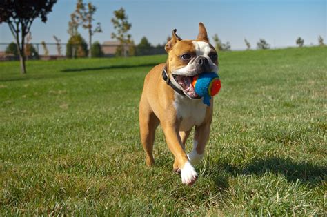 Using games with the crate is especially helpful since many dogs aren't initially happy with being confined. Top 5 Fun Outdoor Games for Your Dog - Inside Dogs World