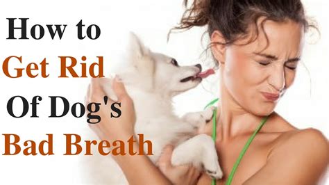 There's nothing worse than saying to yourself, my girlfriend has bad breath. here are some tips men can use to stop this nasty problem in its the dreaded halitosis. How To Get Rid Of Dog's Bad Breath - YouTube