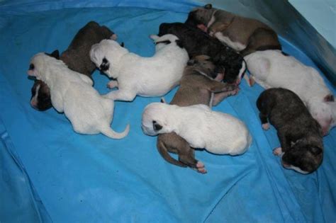 Get well trained and beautiful pitbull puppies from our pet store now! The Best Loving American Pitbull Puppies for sale!! Newborn! for Sale in Harrisburg ...