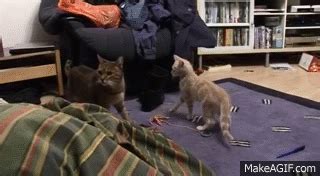 By the time you get to this level, you will have a very firm grasp on how to fight zombie outbreak stages so i won't go into the regular stuff here. MMA kitty xpost /r/gifs - http://www.seethisordie.com ...