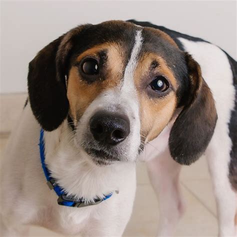 The beagle is loving,sweet and gentle, happy to see everyone, greeting them with a wagging tail and is sociable, brave and intelligent. Pin on Dogs for Adoption