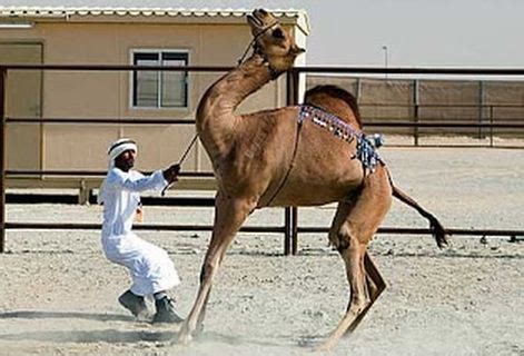 Camel qurbani by owner himself at eid ul adha 2017 bakra eid 2017. Why Qurbani on Eid ul Adha