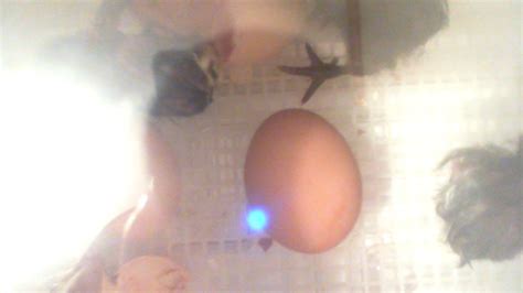 This live feed focuses on ollie and johari's outdoor enclosure and will let you watch. May 25 Chick Cam #2 - YouTube