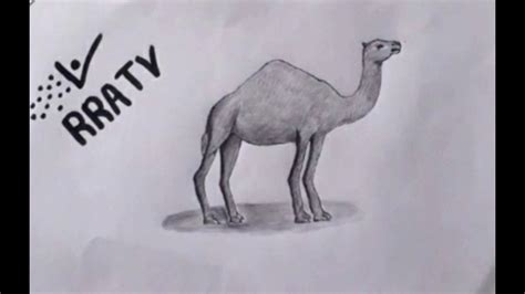 2) from the middle of the rectangle, draw one vertical and one horizontal line mark off the width and height of the bactrian camel. How to draw a camel || Easy to draw (step by step) - YouTube