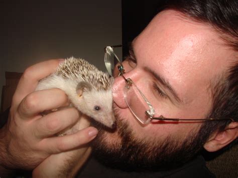 Pet hedgehogs are a playful and adorable addition to your family. Pet Hedgehog Food - Can Hedgehogs Eat Cat Food? - Frank ...