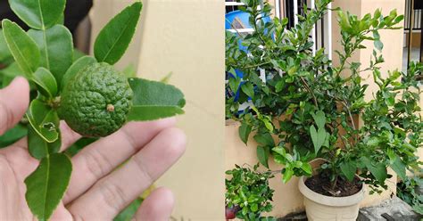 Cara tanam pokok durian | tutorial lengkap. Tip Suburkan Pokok Limau Purut Kalau Tanam Dalam Pasu ...