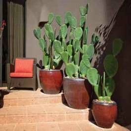 Prickly pear is one of the most diverse and useful cactuses for home gardens. trio of potted prickly pear | Cactus garden, Potted ...