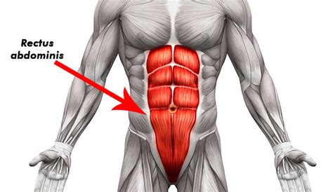 Chest muscles are responsible for adduction, internal rotation, and forwards flexion of the humerus. Rutina De Abdominales: Los 5 Mejores Ejercicios de Abdomen ...