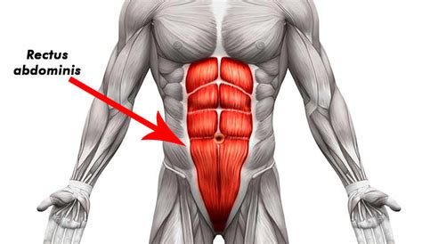 12 photos of the muscles of the chest and abdomen. Rutina De Abdominales: Los 5 Mejores Ejercicios de Abdomen ...