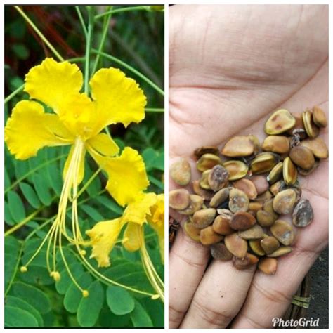 Besar, biasanya berwarna kuning terang. Gambar Bunga Matahari Dan Bagian Bagiannya - Gambar Terbaru HD