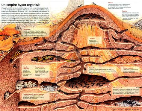 L interieur d une fourmiliere youtube / photos, address, and phone number, opening hours, photos. Fourmiliere Interieure - Planete Gaia Animal Arthropodes ...