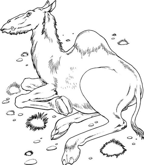 Best free coloring pages for kids & adults to print or color online as disney, frozen, alphabet and more printable coloring book. Free Printable Camel Coloring Pages For Kids