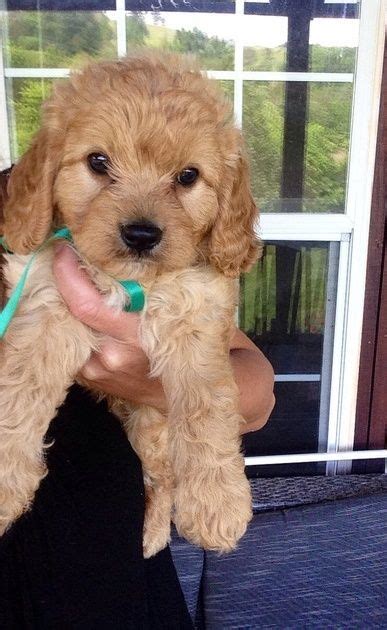 Prairie hill puppies is proud to offer a variety of cavapoo puppies for sale. Cavapoo Puppies For Sale | West Lafayette, IN #209335