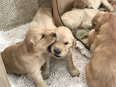 Families love their goldens and often keep this breed as a family favorite. Golden Retriever Puppies For Sale | Nashville, TN #266016