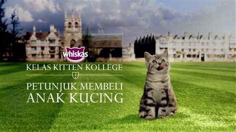 Bagaimana untuk mendapatkan tips cara mendidik dan membesarkan anak sesuai harapan kita? Cara Mendapatkan Anak Kucing - Di mana Tempat Membeli atau ...