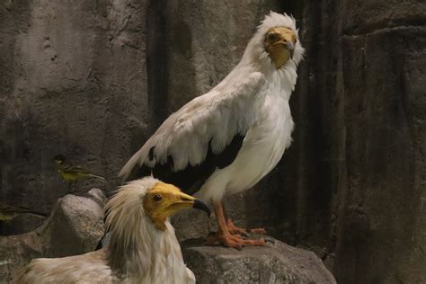 Vulture symbolism serves as a reminder that we should have faith in each of our senses as we navigate through the the vulture symbolism represents purification and rebirth. Egyptian vulture  Asproparis  | " Neophron percnopterus ...