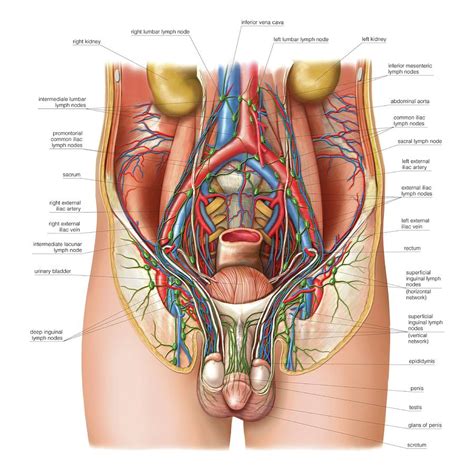 Frontal section parietal peritoneum, fundus of bladder, interureteric crest, left ureteric orifice, trigone. Lymphoid System Of The Abdomen Photograph by Asklepios ...