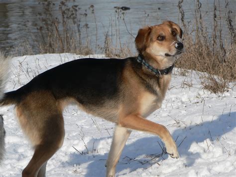 Schäferhund mischling als alternative zum reinrassigen schäferhund. Kira (Labrador, Golden Retriever, Schäferhund, Windhund ...