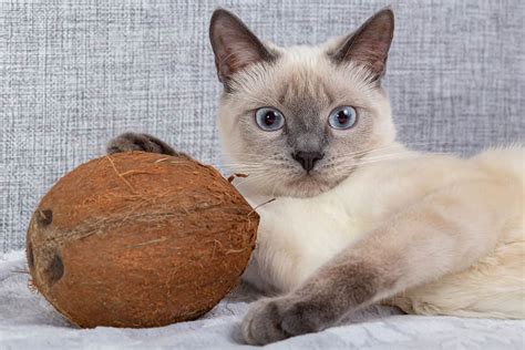 You buy a bag of food with a picture of a cat on it, dump it in a bowl, and wait for your cat to eat when he's feeding your cat well—really well—involves a little more thought. Can Cats Eat Coconut? What About Coconut Milk or Water?