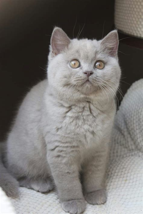 They both are domestic cats, so you shouldn't let them outside too much as they are very sensitive from a lot from this point of view, british shorthair cats are often confused with russian blue cats. Pin by Kim Brandt on cats/animals | British shorthair cats ...